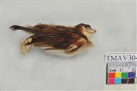 藏品(白頭翁)的圖片